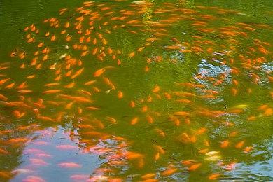 开罗游戏新作《哆啦A梦的铜锣烧物语》2024年登陆多平台