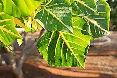 《路易鬼屋2HD》及《纸片马里奥》发售日确定